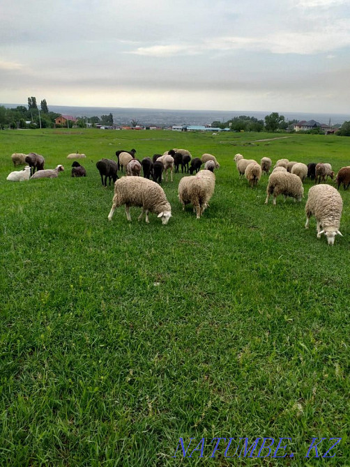 That?you, ?oh. Rams, sheep Кыргауылды - photo 1