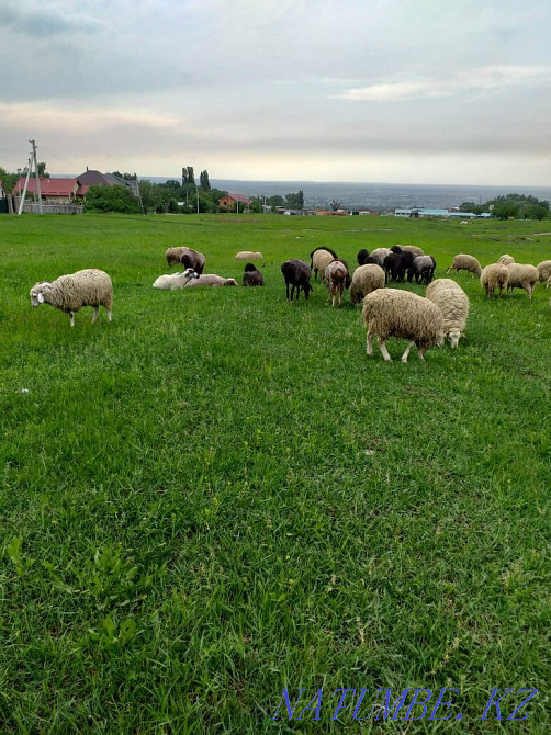 That?you, ?oh. Rams, sheep Кыргауылды - photo 2