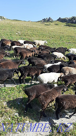 Koi Toktushka sheep are sold in the city. Almaty city. Almaty - photo 2