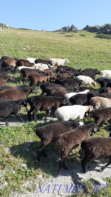 Koi Toktushka sheep are sold in the city. Almaty city. Almaty - photo 2