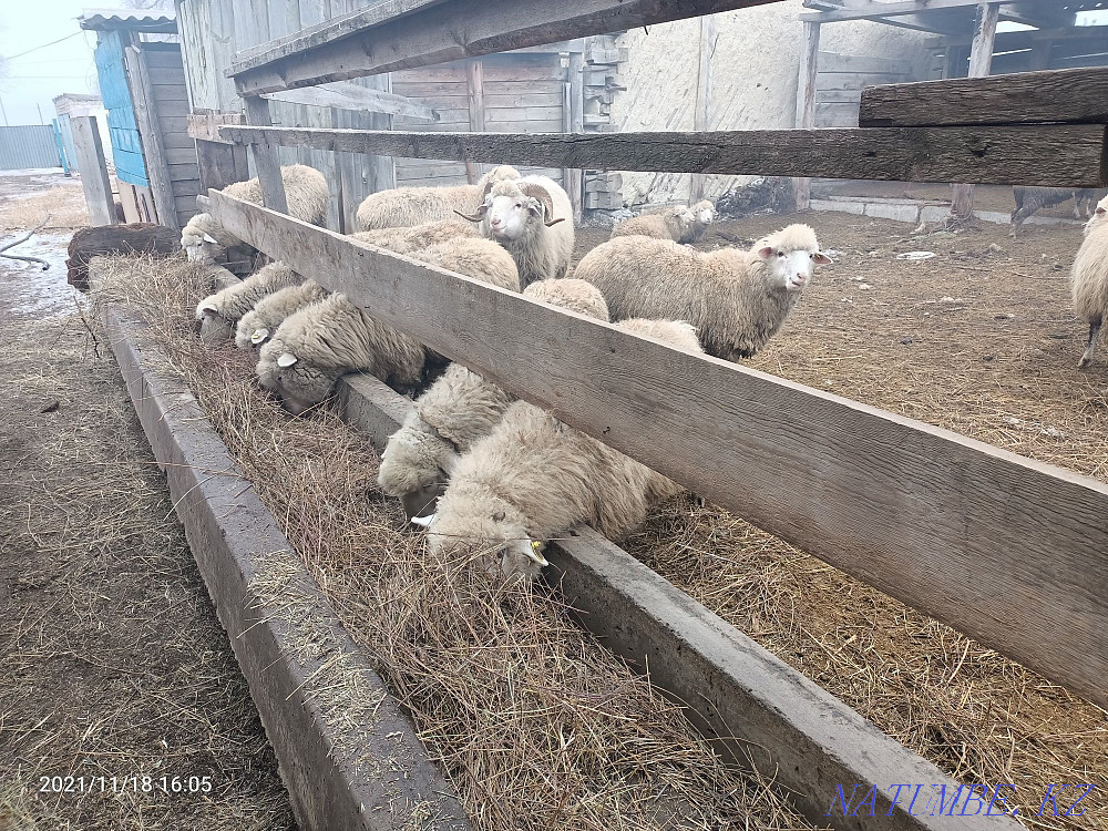 Exchange b?zau?a yr?ashy. Sheep. ?oh  - photo 2