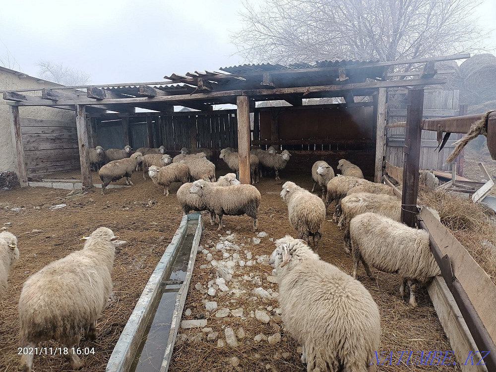 Exchange b?zau?a yr?ashy. Sheep. ?oh  - photo 1