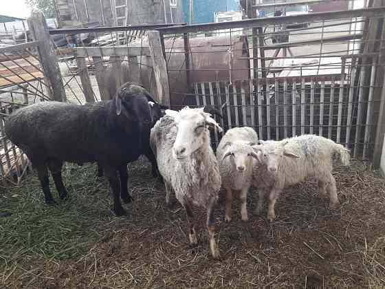 Продам овцу с двумя ягнятами за 70 000тыс Петропавловск