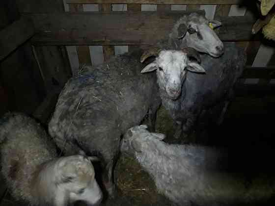 Продам овцу с двумя ягнятами за 70 000тыс  Петропавл