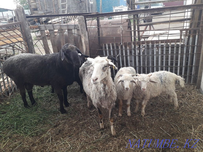 Продам овцу с двумя ягнятами за 70 000тыс Петропавловск - изображение 2