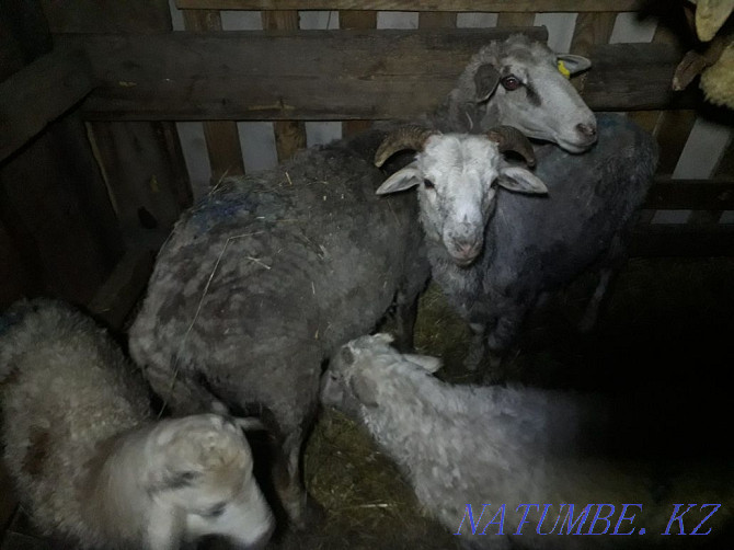 Продам овцу с двумя ягнятами за 70 000тыс Петропавловск - изображение 1