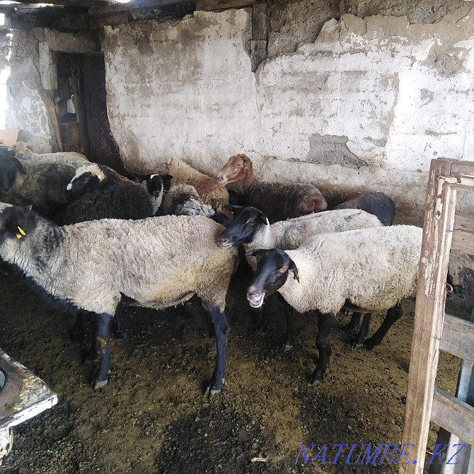 Romanov sheep. Then you Karagandy - photo 1