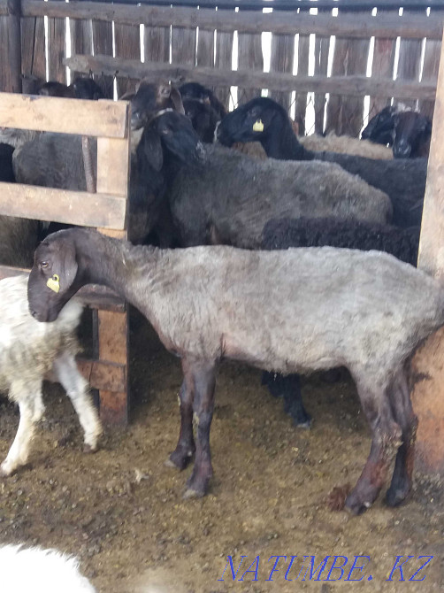 бараны койлар овцы кошкары Караганда - изображение 1