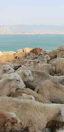 Кой Токты Овцы Бараны Токтушки продаётся Бесплатная быстрая доставка Almaty