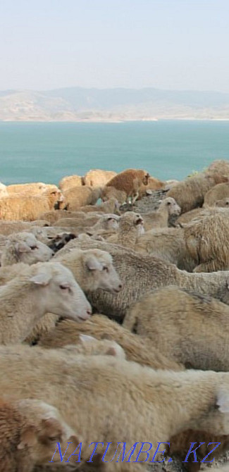 Koi Tokty Sheep Sheep Toktush for sale Free fast shipping Almaty - photo 3