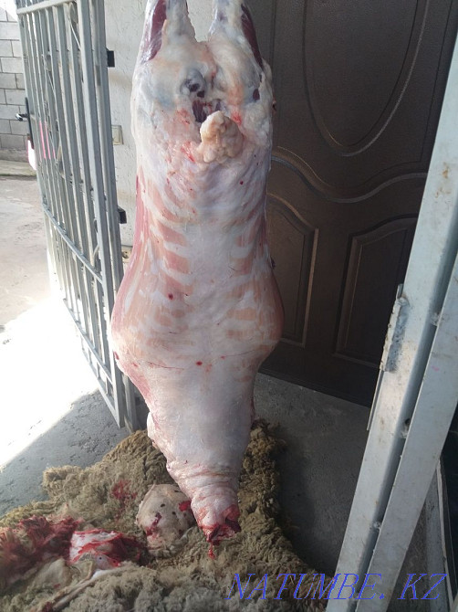 Koi Tokty Sheep Sheep Toktush for sale Free fast shipping Almaty - photo 4