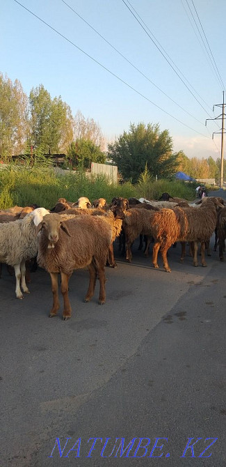 Koy toktylar satylady kasapshy bar. Sheep rams young stock for sale Almaty - photo 1