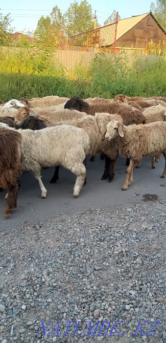 Koy toktylar satylady kasapshy bar. Sheep rams young stock for sale Almaty - photo 2