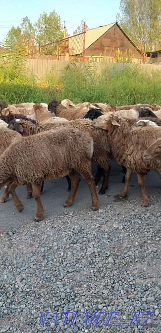 Koy toktylar satylady kasapshy bar. Sheep rams young stock for sale Almaty - photo 3