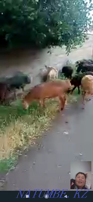 Продается овцы и кошкар  - изображение 2