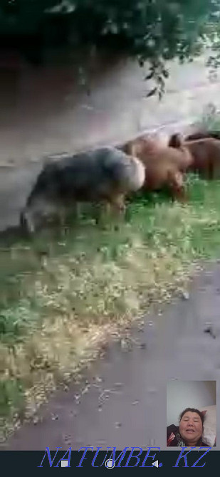 Продается овцы и кошкар  - изображение 1