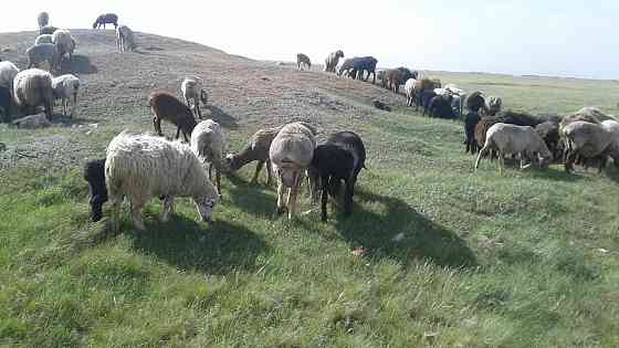 Кой Бараны овцы жирные 160 гол 
