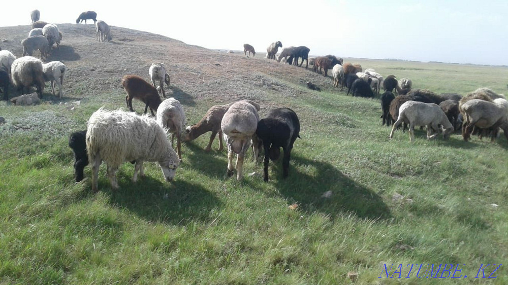 Қой қойы семіз 160 бас  - изображение 1