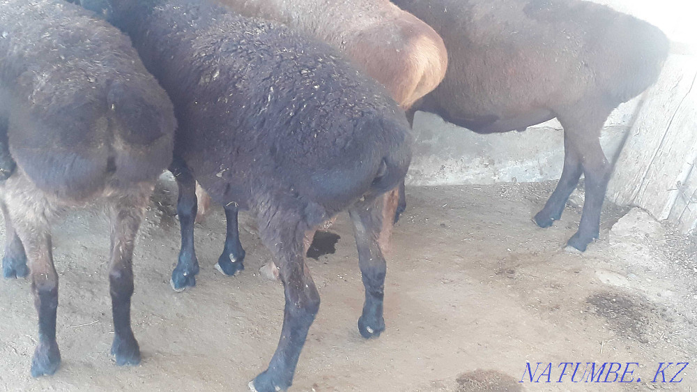 Koylar satylady, 45-65 we? aralygynda, sheep and sheep. Taraz - photo 4