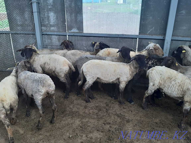 Suffolk sheep Almaty - photo 1