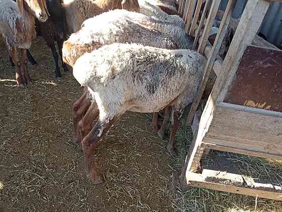Продам овце матку 50000 т .И ягненка 3 месяца 25000т 