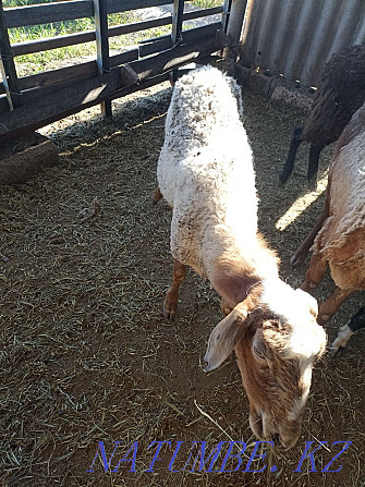 Продам овце матку 50000 т .И ягненка 3 месяца 25000т  - изображение 3