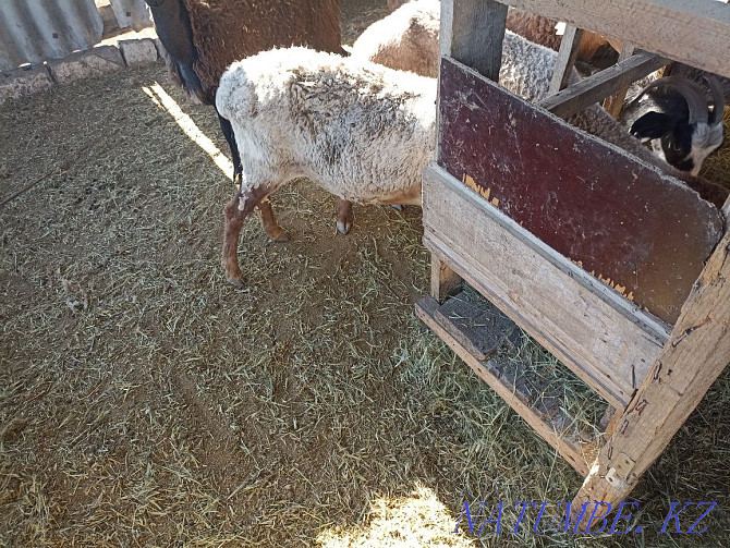 Продам овце матку 50000 т .И ягненка 3 месяца 25000т  - изображение 2