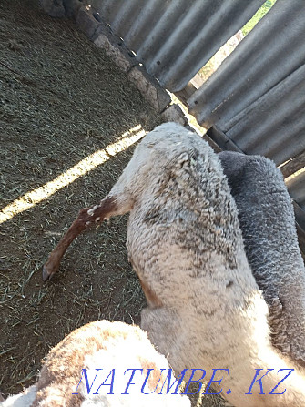 Продам овце матку 50000 т .И ягненка 3 месяца 25000т  - изображение 1
