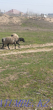 Овцы романовские Каскелен - изображение 3