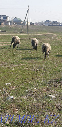 Овцы романовские Каскелен - изображение 2