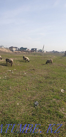 Овцы романовские Каскелен - изображение 4