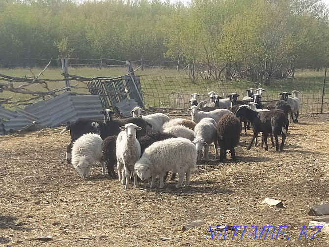 Sheep with lambs, per tribe  - photo 1