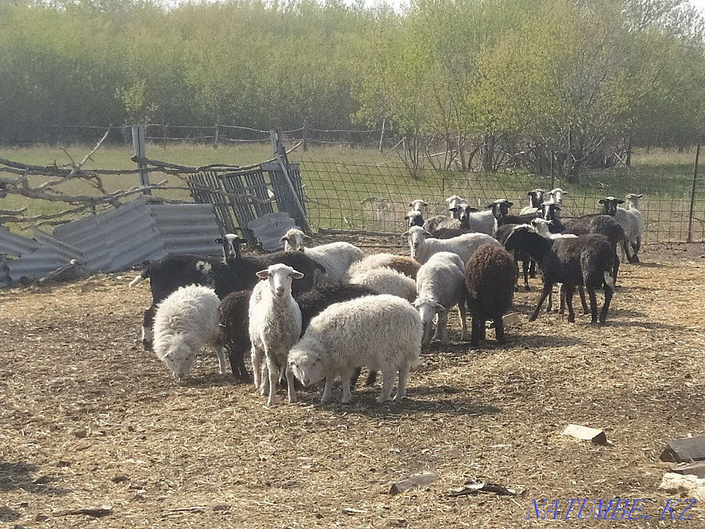 Қозылары бар қойлар, руға  - изображение 1