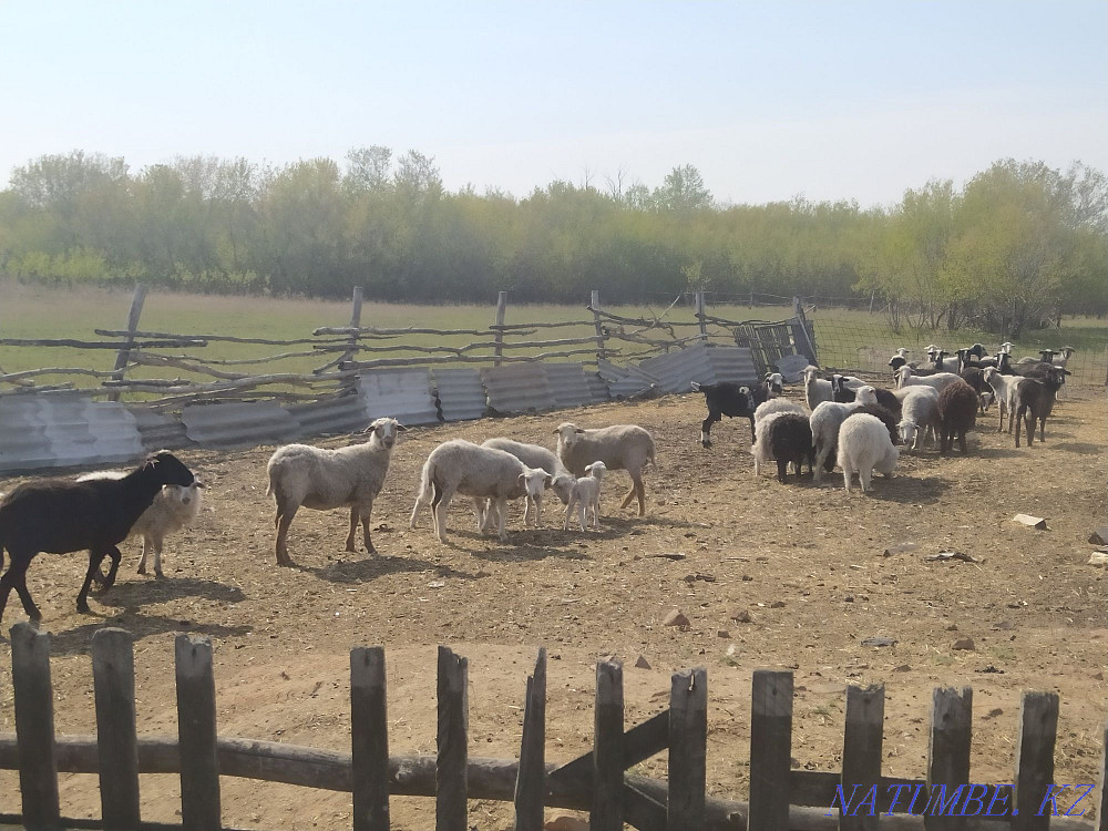 Қозылары бар қойлар, руға  - изображение 2