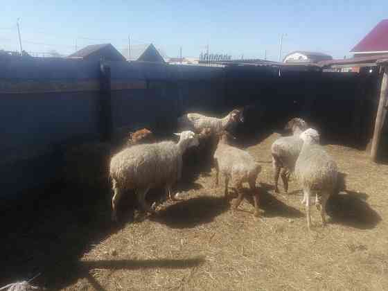 Продаются овцы на развод Костанай