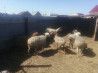 Продаются овцы на развод Kostanay