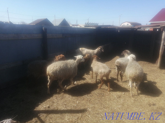 Продаются овцы на развод Костанай - изображение 1
