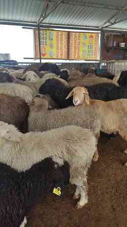 Бараны Овцы есть Койлар бар Almaty