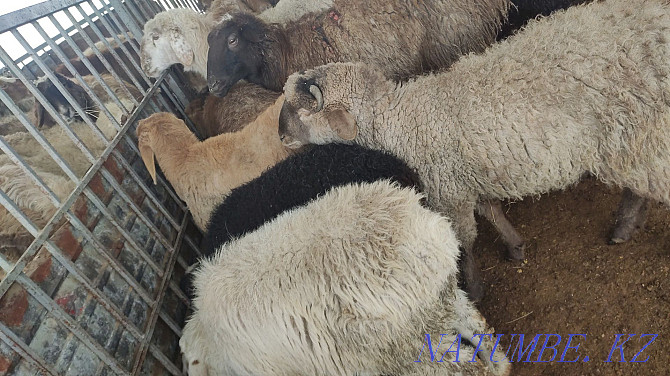 Бараны Овцы есть Койлар бар Алматы - изображение 3