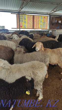 Бараны Овцы есть Койлар бар Алматы - изображение 1