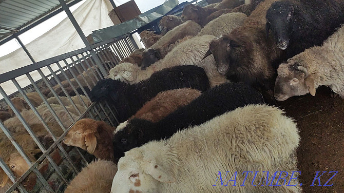 Бараны Овцы есть Койлар бар Алматы - изображение 2