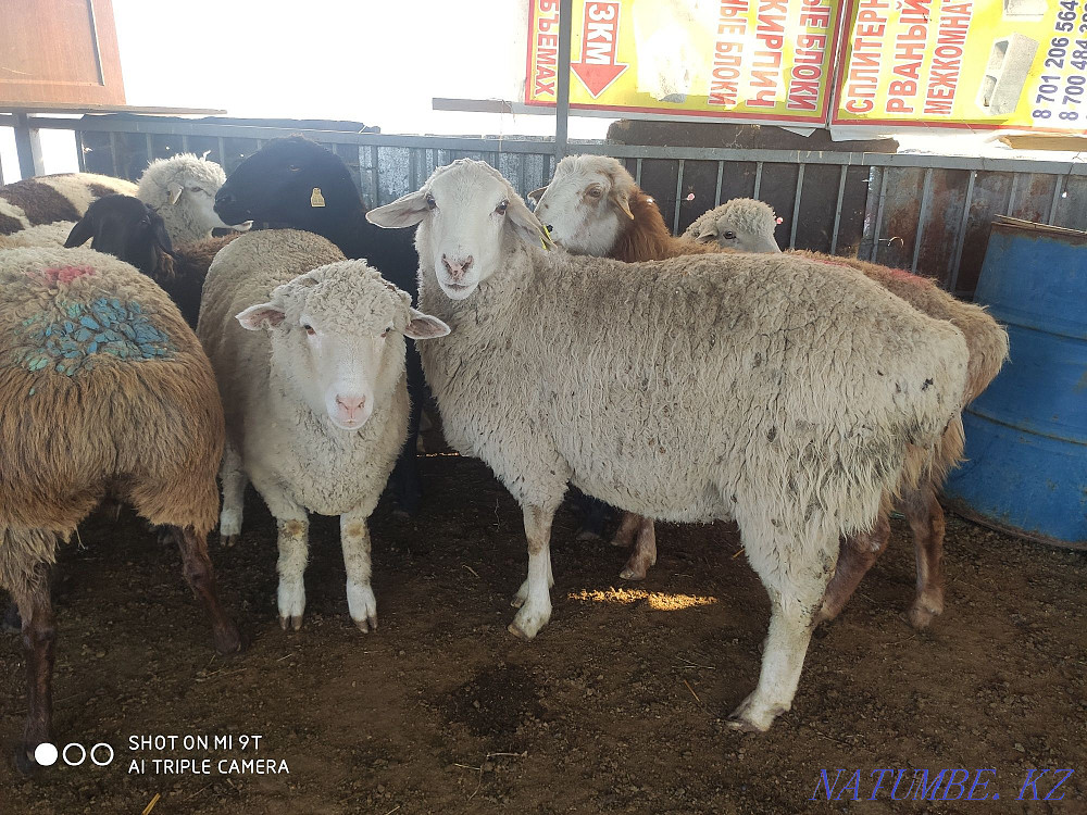 Sheep rams eat Koylar bar Almaty - photo 4
