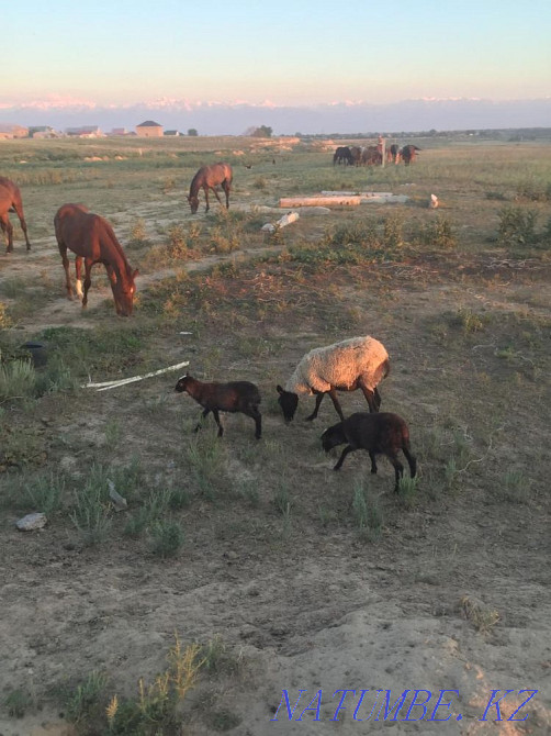 Продается молодая Овца Романовской породы с двумя ягнятами Отеген батыра - изображение 1