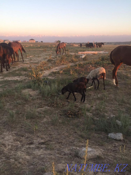 Продается молодая Овца Романовской породы с двумя ягнятами Отеген батыра - изображение 2