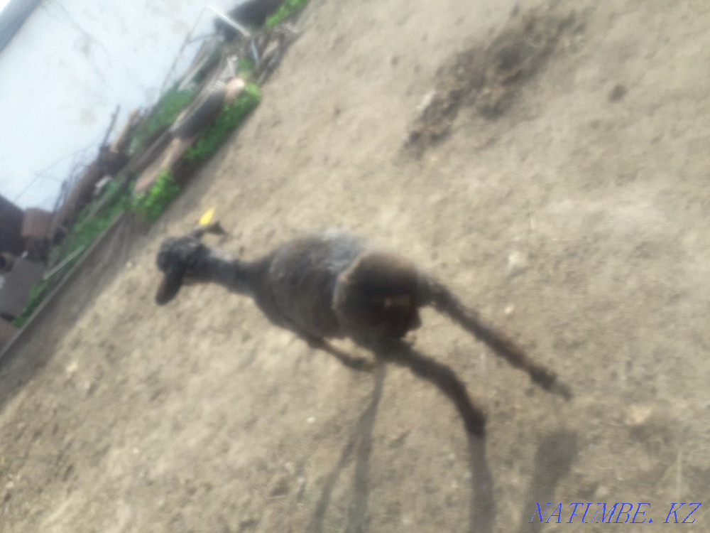 Срочно продам овцы Актобе - изображение 4