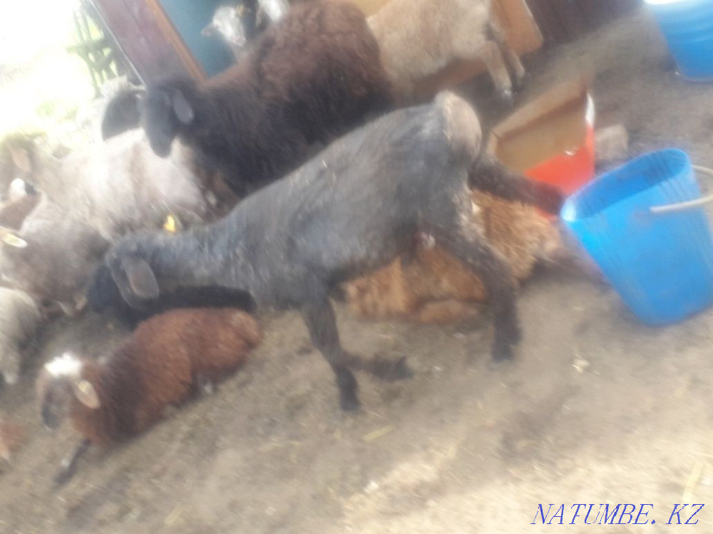 Срочно продам овцы Актобе - изображение 2