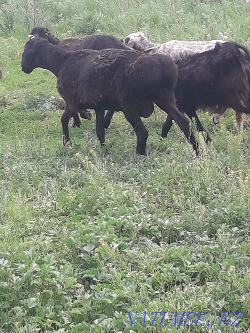 Срочно продам овцы Актобе - изображение 1