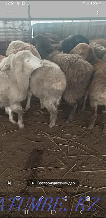 То?тылар, ?ойлар ( овцы, бараны) Кыргауылды - изображение 3