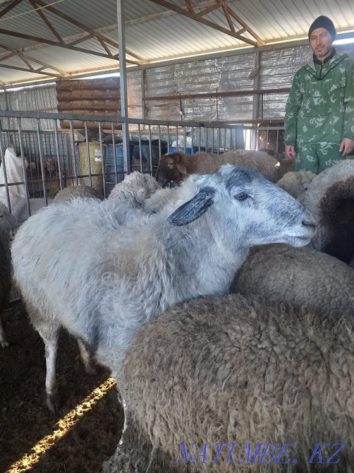 To?tylar, ?oylar (sheep, rams) Кыргауылды - photo 1