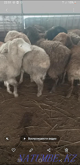 To?tylar, ?oylar (sheep, rams) Кыргауылды - photo 3